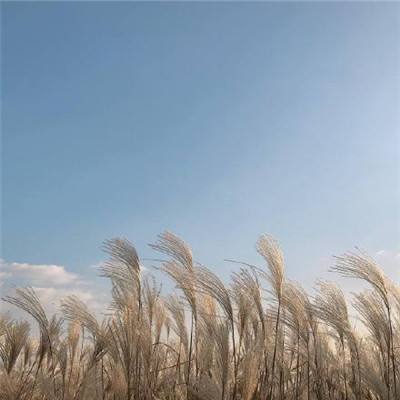 人在江湖2游戏(暂未上线)v1.1 安卓版