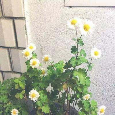热血江湖正版手游下载